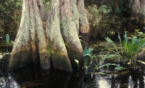 Okefenokee-NWR-swamp